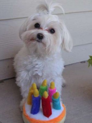 muffin b-day.JPG (11.74 Kio) Consulté 17 fois muffin b-day.JPG